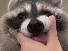 제 아는 사람이 둔갑한 너구리 같아요 1