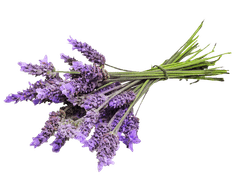 ラベンダー色の鎮魂劇