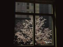 애증의 형제 (spin off)