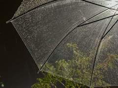 애증의 형제 (2/2)