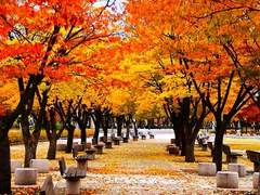 단풍 거리 사진