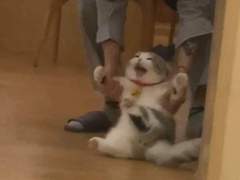 냐냐냥!!!! 냐냐냥!!!!