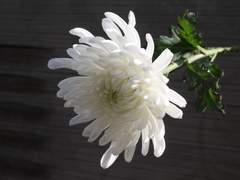 희미하게 스러졌다 다시 온 봄 그 사이