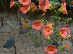 조개껍데기는 녹슬지 않는다