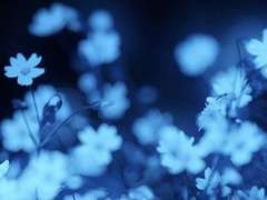 𝐒𝐞𝐜𝐫𝐞𝐭.