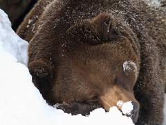 체력 모자란 사람 갓생 살기 심화편 - 똑똑하게 자기