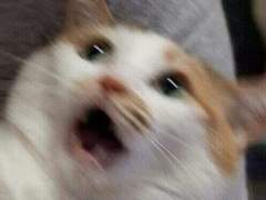 네 청춘은 내가 지켜! 2