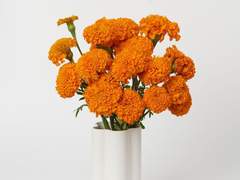 [재희무현] 꽃은 거기 놓아두세요.