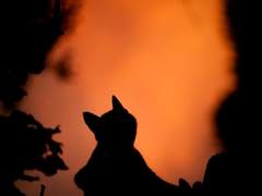 할로윈 밤의 꿈