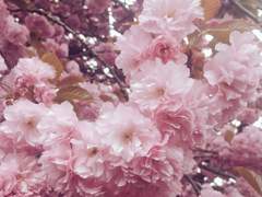 🌸 안개 속 바람