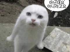 냥냥이와 야옹이는 이음동의어다. 1