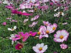 사직서 취소해 달라고 사정해 봐