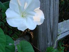 꿈이 준 기회 (White Morning-Glory)