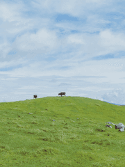 어느날 도키센이 동물이 되었다