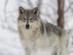 [밍쿱] 우당탕탕 할로윈 파티 조각 3