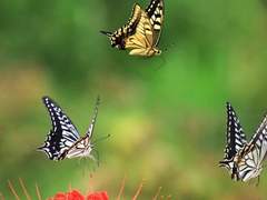 마중 오는 나비