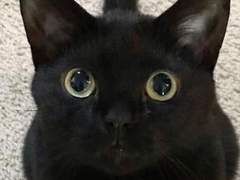 케세크로 + 네로