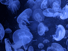 [주술회전 드림] 자신의 푸르름을 부숴 04