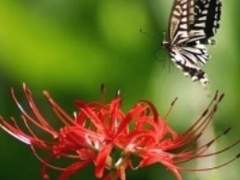 [화산귀환] 피안화 - 다시 만날 날을 기약하며