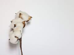 [BSD/아쿠아츠] 제목미정