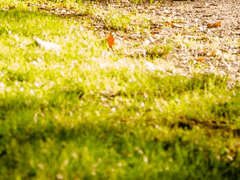 [비행술] 빗자루 타고 운동장 세 바퀴 돌기