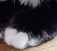 썰 (스팬담) 고양이가 돌아왔다