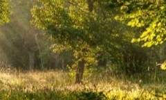 Gryffindor/Raymond S. Fudge/xy/혼혈