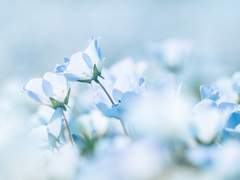 차가운 눈송이처럼