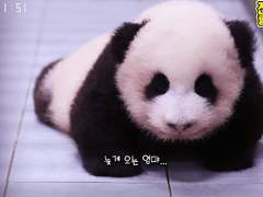 <경>루이바오 걸음마 시작<축>