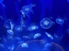 텔님(@N1GHTH4WK5) 싸인 커미션