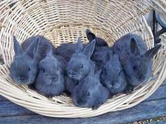 구운호 낭랑 23세 남성 의료조