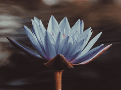 명월 뜬 곳에 피는 연꽃. 프롤로그.