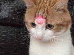 고죠유지 / 고양이와 낮잠을