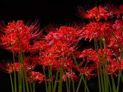 If, It wasn’t end of the fairytale?