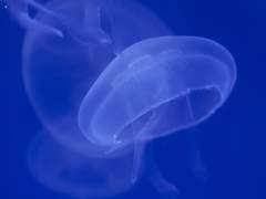 𝑷𝑳𝑨𝒀𝑳𝑰𝑺𝑻 | What fire does not destroy, it hardens*