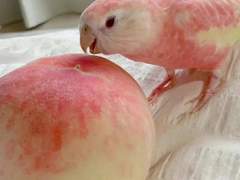 대충 사진들 훑어보다가 발견한 핑꾸 앵무새..