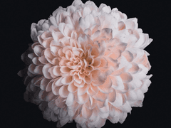 [화산귀환] 망자의 날