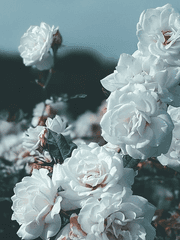 샤르도네 드 디외 (Chardon de Dieu)