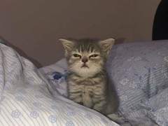 선배, 고양이 좋아해요?