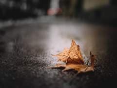 [도기고은] [단편] 우리의 계절을 떠나, 너의 계절에 살아.