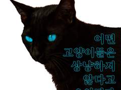 어떤 고양이들은 상냥하지 않다고 오인된다