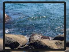 [배경화면] 아침의 윤슬 (ipad ver.)