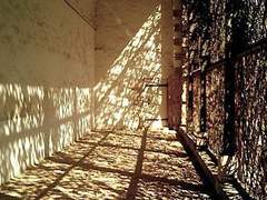 면회장의 백목련