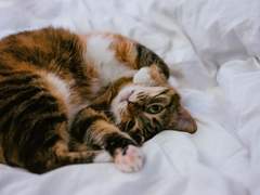 책임자, 고양이들의 친구, 지도자!