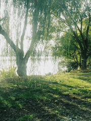 베르베르 버드나무