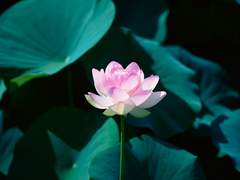 con allegrezza (上)