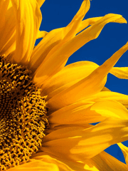 해바라기는 태양이 뜨는 때를 기다린다