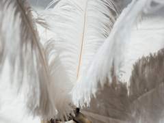 Un ange dans un placard