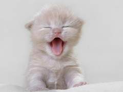 김가네 막내고양이 썰 1