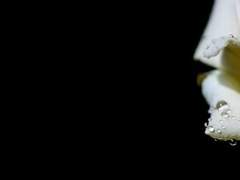 당신과 너희들이 남은 세계